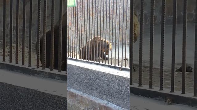 Прикольный медведь смотреть онлайн