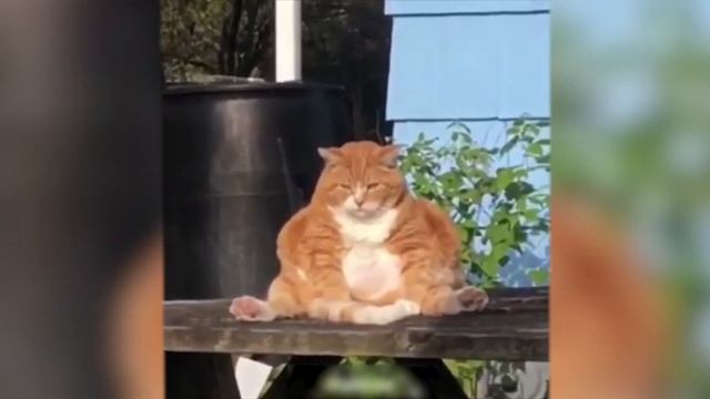 СМЕШНЫЕ КОТЫ И КОШКИ | ДО СЛЕЗ 2020 #5 смотреть онлайн