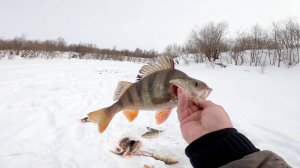 Рыбалка на озере, 1-е мая. Ловля окуня зимними удочками.  01.05.2024