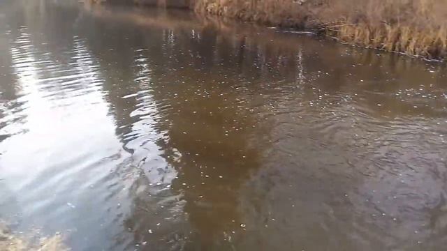 Речка в тайге смотреть онлайн