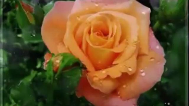 Доброго утра! ⏰ Солнечного дня! 🌞 смотреть онлайн