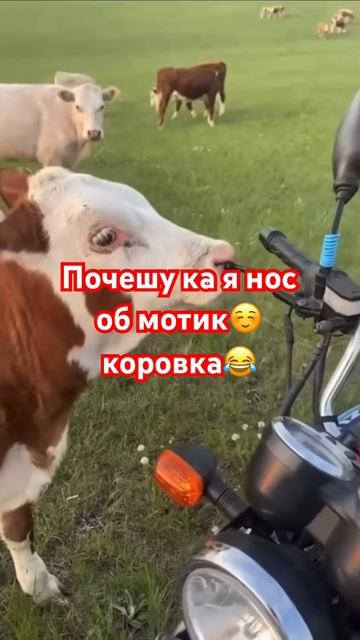 Почесала нос об мотоцикл 😅ржу уже 5 минут 😂прикол😂 смотреть онлайн