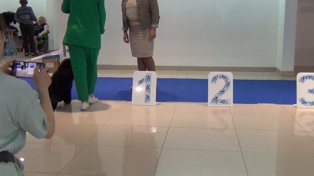 18  21,04,2024 Моно пуделей. Екатеринбург  RUT EXCELLENS MOZART