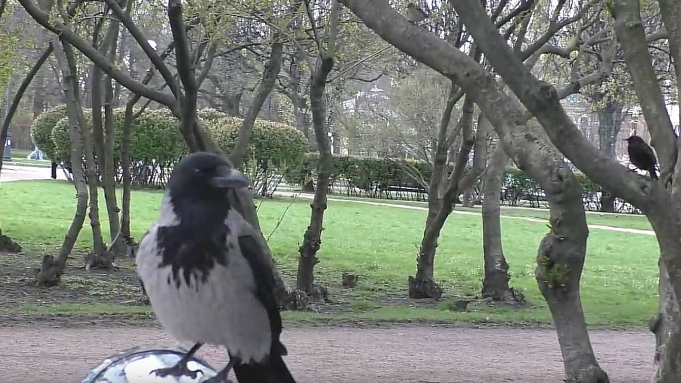 Птички и хорошие люди. Марсово поле. Петербург. 01 мая 2025. смотреть онлайн