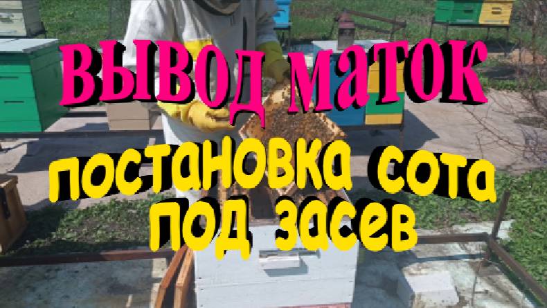 Вывод маток. Постановка сота под засев смотреть онлайн