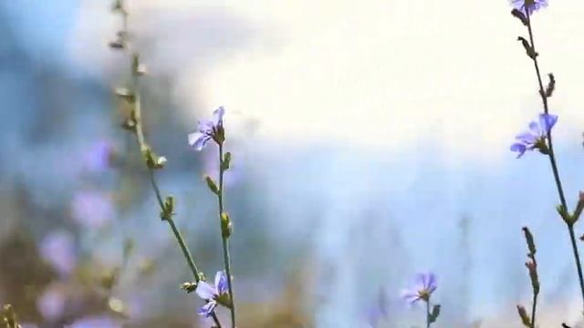 Свадьба в «Горках» смотреть онлайн