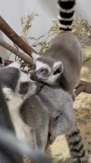 Милота кошачьих лемуров зашкаливает. Любовь она такая