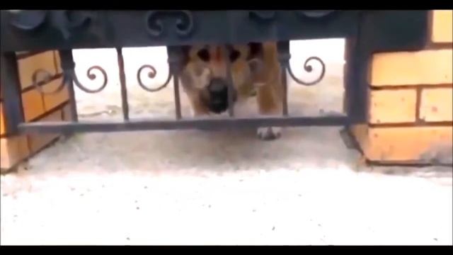 Приколы январь 2017 Красивые девушки И всё то ,что нас окружает смотреть онлайн