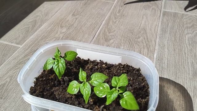 Перец Carolina Reaper (Каролина Рипер). Опыт выращивания. Част смотреть онлайн