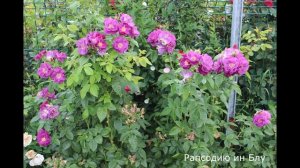 Краткий обзор розы  Рапсодию ин Блу - Rhapsody in Blue (Warner, 2002)