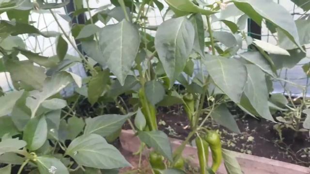 Никогда не формирую перец, томаты, огурцы, все в одной теплице-парнике смотреть онлайн