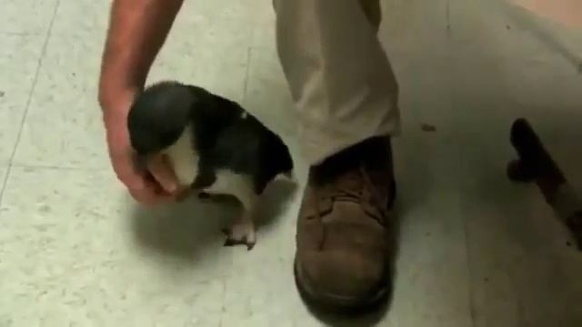 прикольный пингвин смотреть онлайн