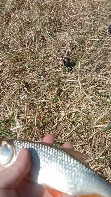 Открыл сезон УРААА! Старожильске 25.04.2025 года #fishing #рыбалка смотреть онлайн