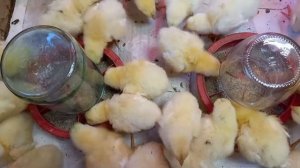 Как ухаживать за цыплятами бройлерами с 1 до 10 дня. Важный правила