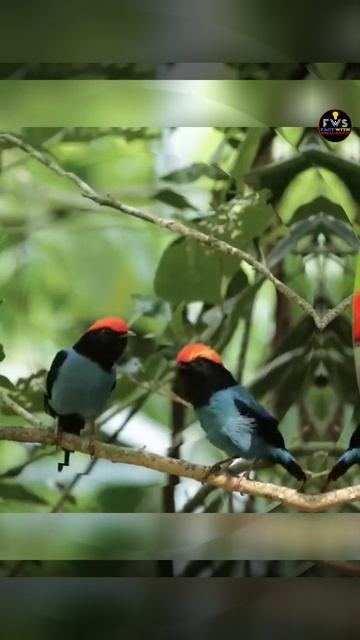 Moon walking dance Bird manakin Bird #shorts #youtubeshorts #factwithshaukeen смотреть онлайн