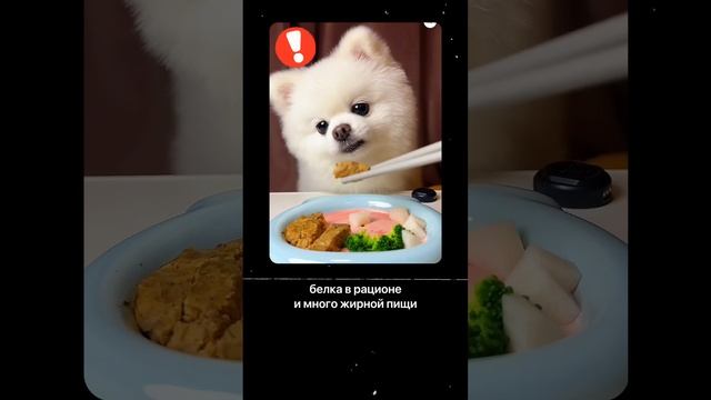 Почему собачули едят какули