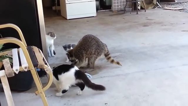 еноты жгут смотреть онлайн