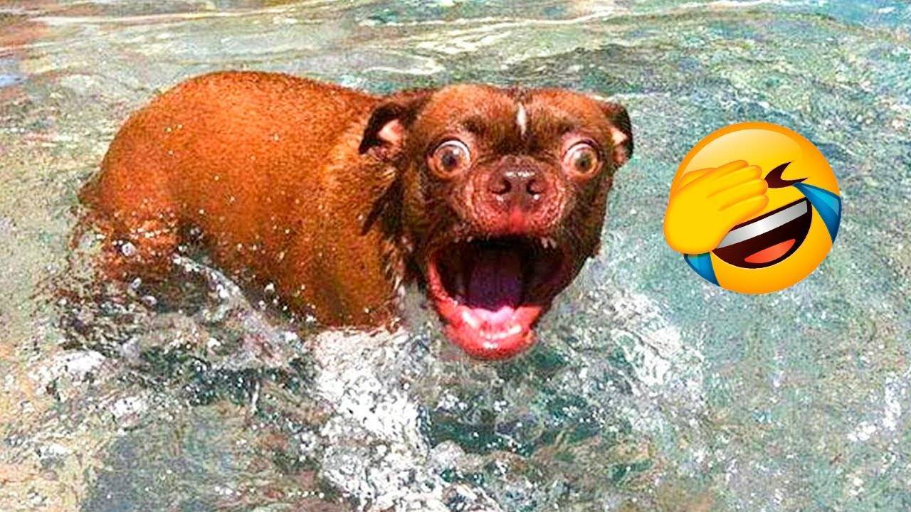 Если Ты засмеешься, ты проиграешь 🤣 Самые смешные собаки и кошки 😹🐶 смотреть онлайн