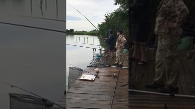 Ловля амура из под камыша на кукурузу. смотреть онлайн