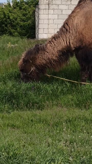 Верблюд в Крыму смотреть онлайн