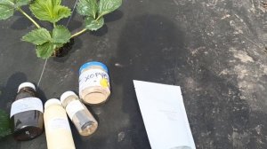 Обработка клубники от серой гнили, корневой и фитофторы препаратами, Юниформ, Ридомил Голд и Хорус.