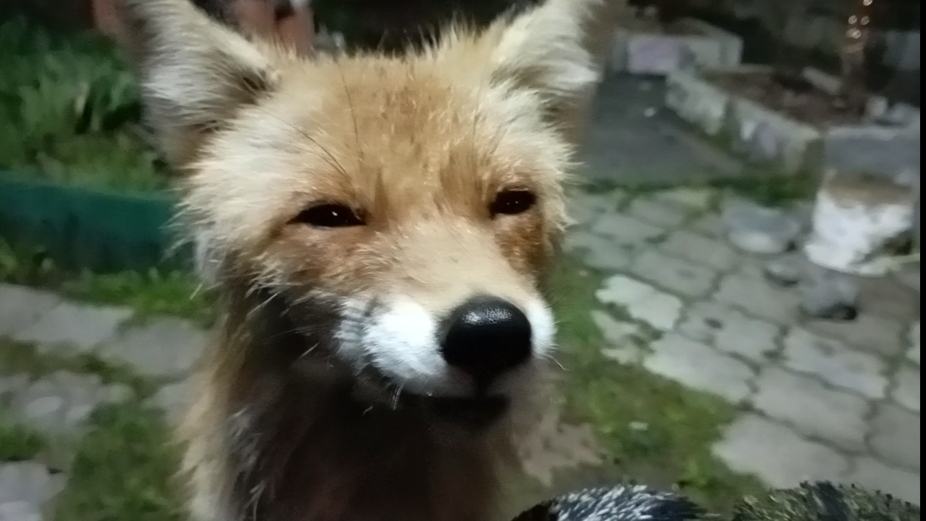 (1005) Лиса приходит в гости. Май 2025 смотреть онлайн