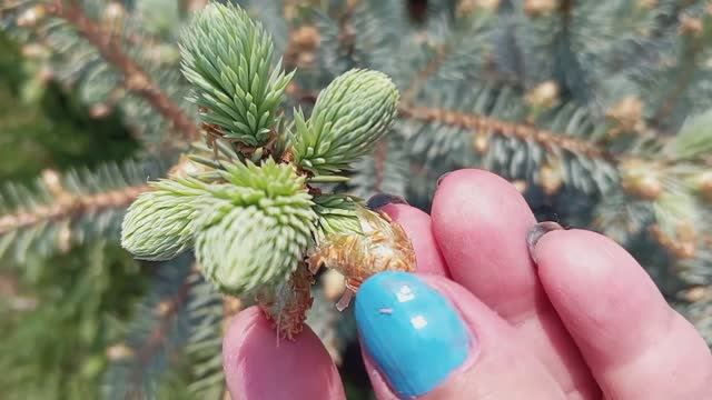 Вот так снимаю шапочки с молодых приростов голубой ели Забавное занятие! смотреть онлайн