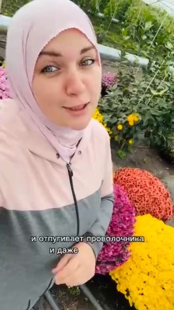 Хотите пышный сад и богатый урожай, не тратя целое состояние? Как бюджетно облагородить почву смотреть онлайн