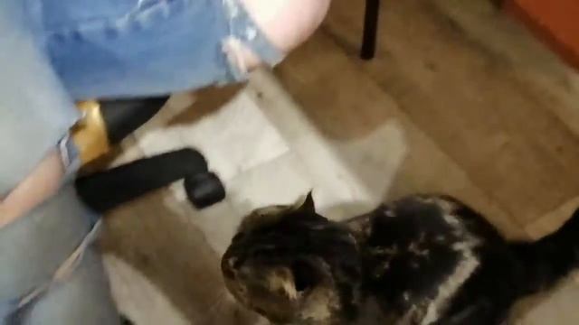 Мои кошки любят хип хоп смотреть онлайн