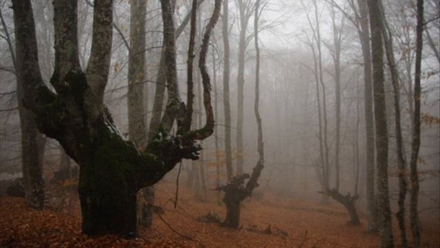 Короче говоря - Страшные звуки в лесу смотреть онлайн