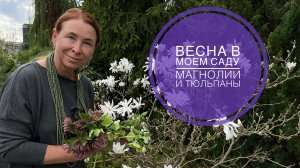 Весна в моем саду. Магнолии и тюльпаны