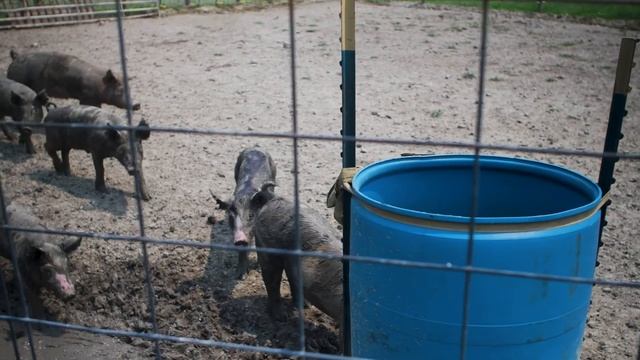 Small Farms Introduction to Pasture Pork Part 3 смотреть онлайн