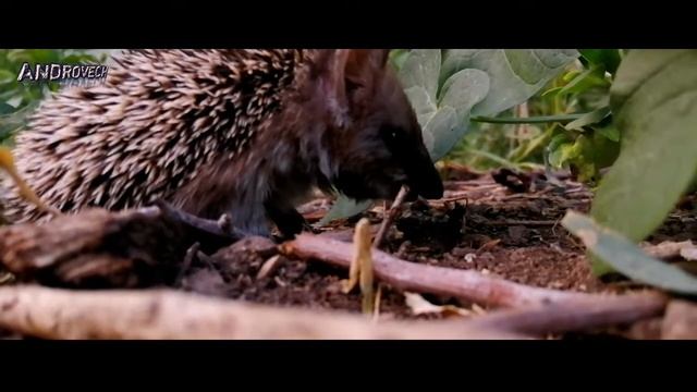 Весёлые ёжики 2 смотреть онлайн