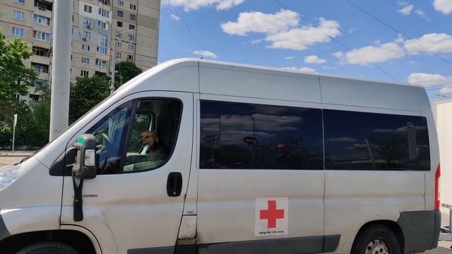 Пес водитель Красного креста из Германии в Харькове 24.05 2022 смотреть онлайн