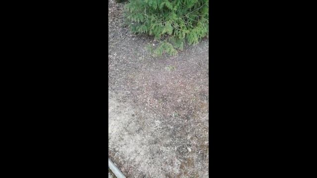 Люблю снежок в начале......