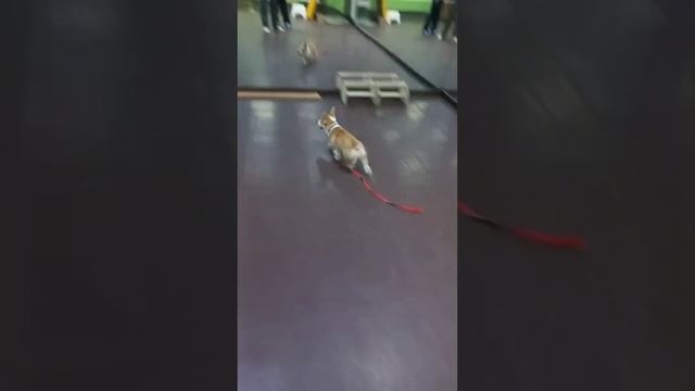 коржик супер