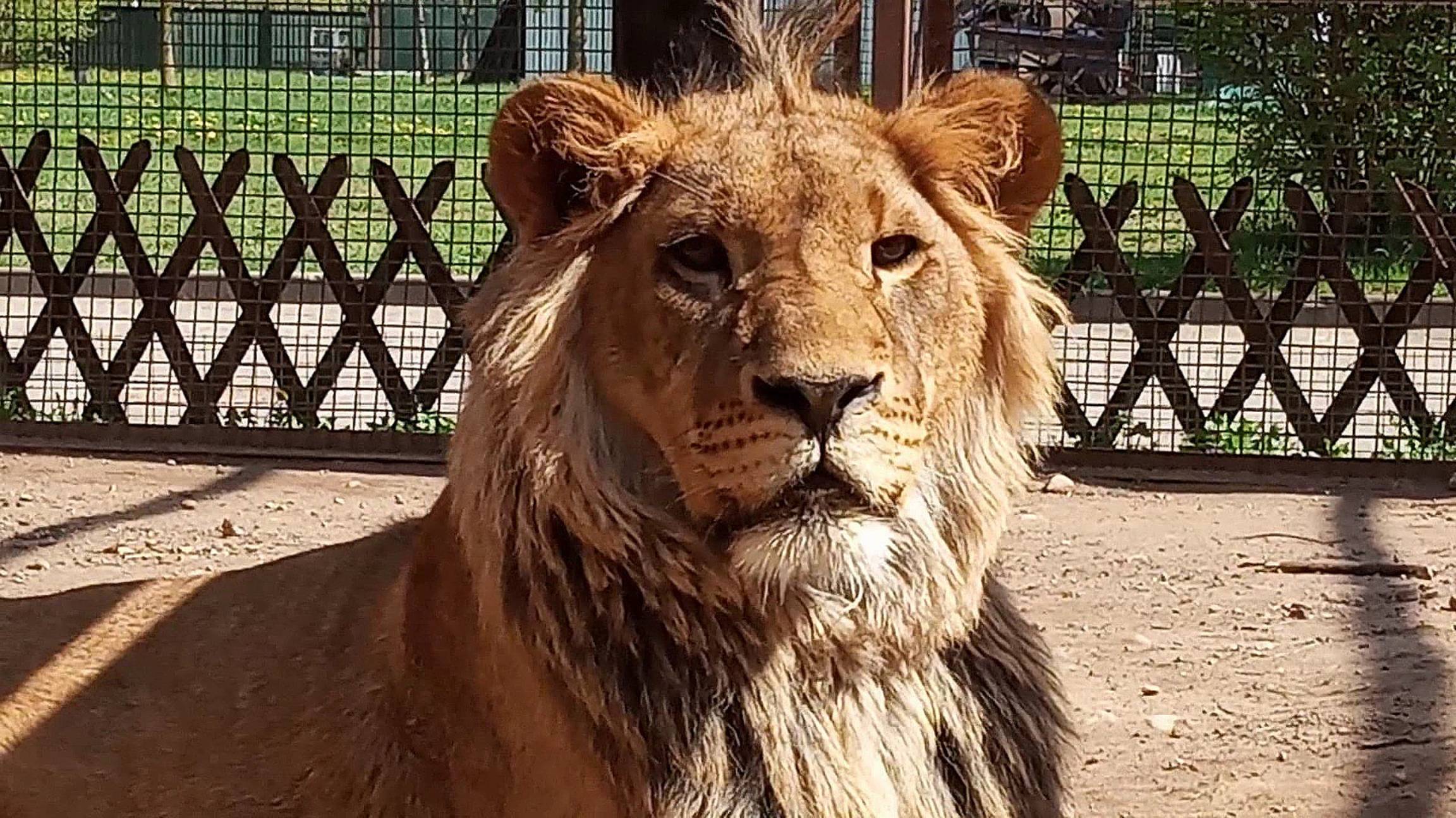 У льва Шерхана аншлаг, к нему приехали гости из разных городов и стран. ШЕРХАН под моей защитой. смотреть онлайн