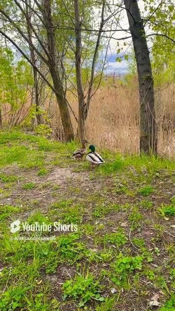 Утки правят миром #nature #birds #animals #wildlife #cute