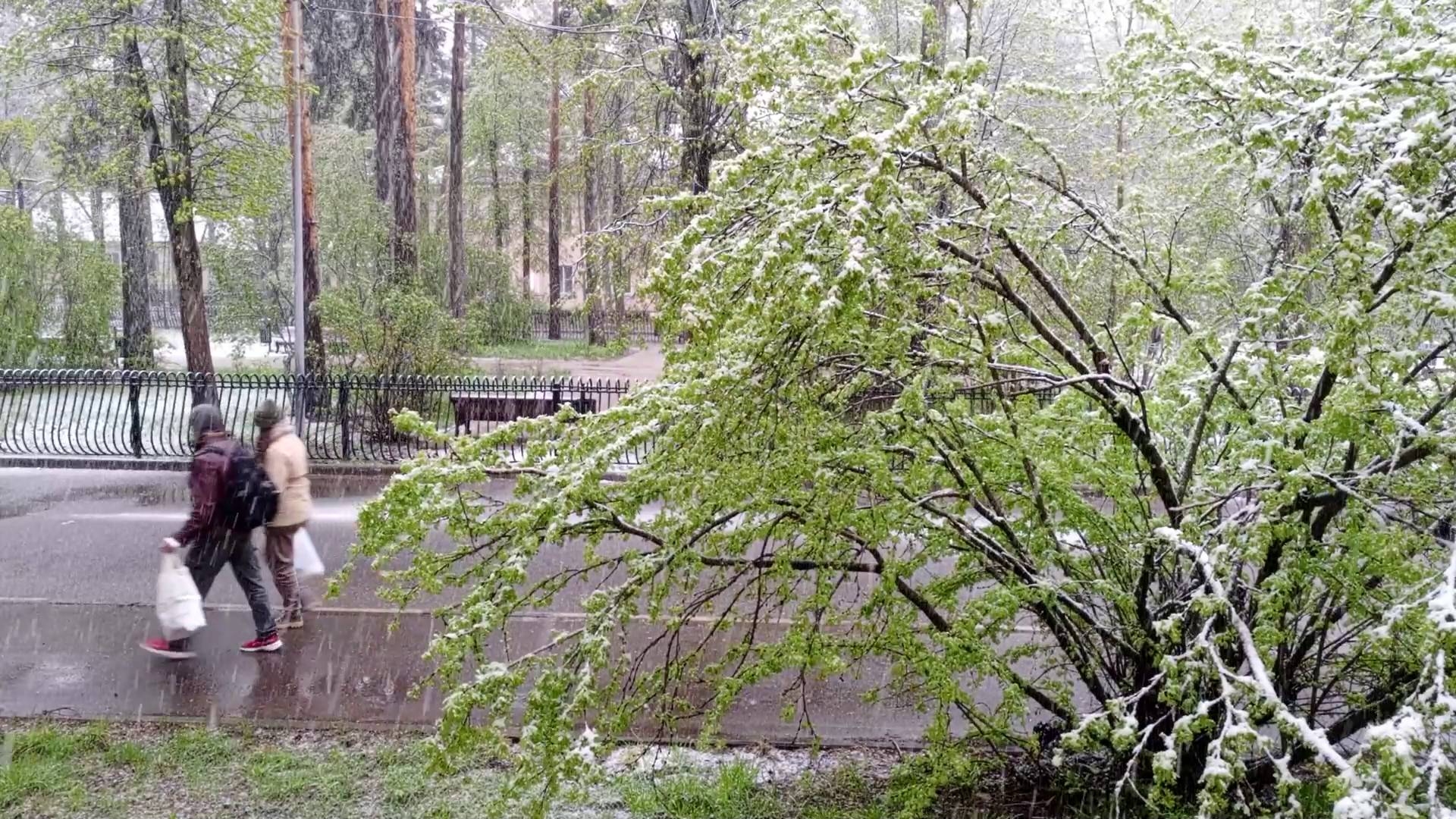 Обвальный снегопад в Дубне 1 мая 2025 года смотреть онлайн