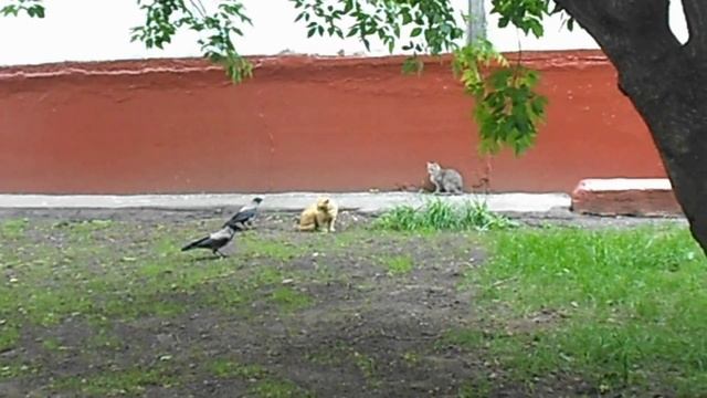 Вороны издеваются над котом.Прикольное видео!))) смотреть онлайн