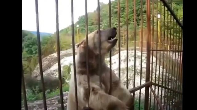 Как надо стесняться Прикол смотреть онлайн