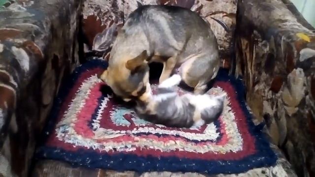 Моя собака играет с котёнком
