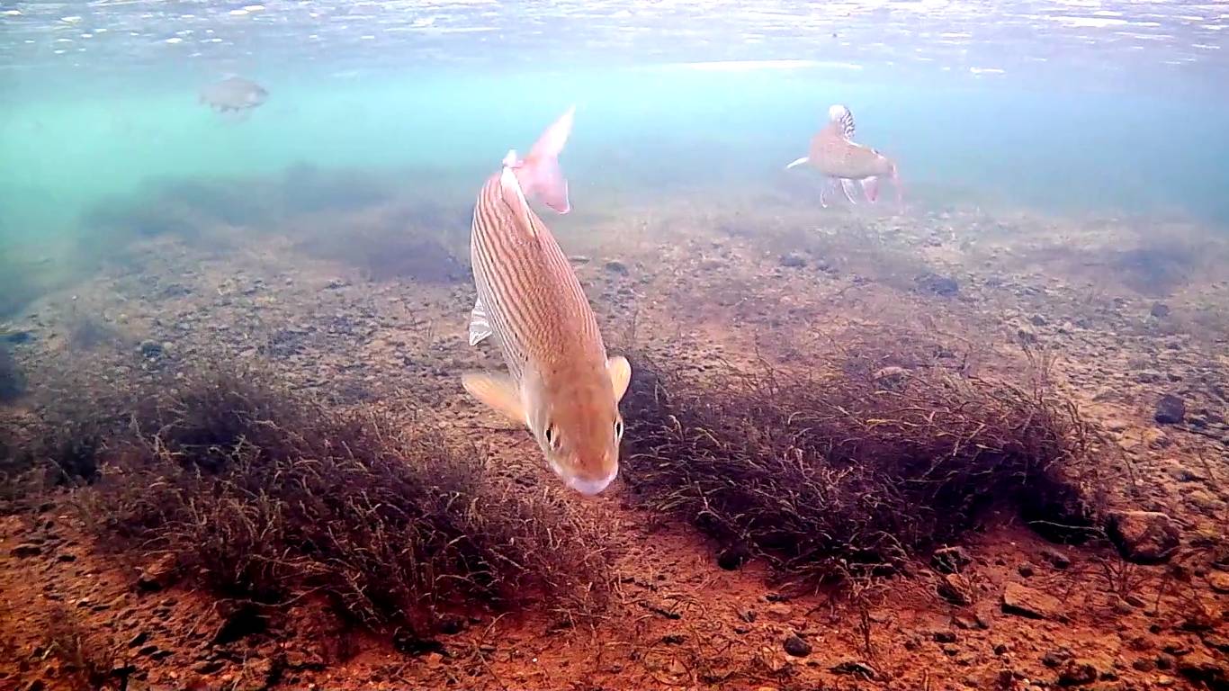 Релакс. Хариус, подводные съёмки на реке. смотреть онлайн