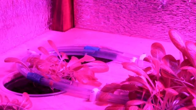Интервью "инотомск" с компанией «TerraFarm» смотреть онлайн