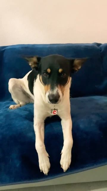 Ох уж эти уши 👂 Dog 🐶