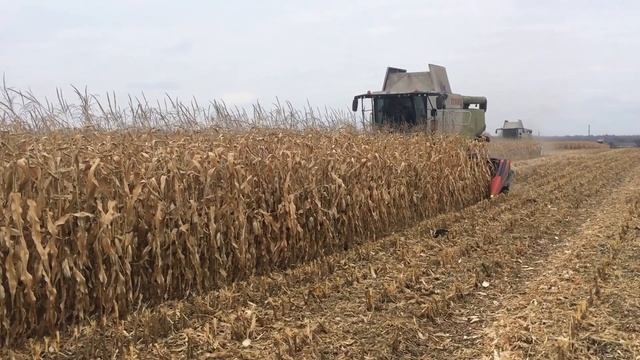 Уборка кукурузы. Комбайн LEXION 750 + жатка GERINGHOFF Collect смотреть онлайн