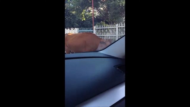 Глаза карие карие :D смотреть онлайн