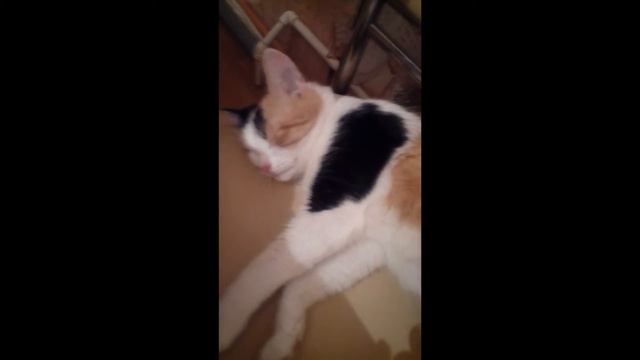 ПРИКОЛ: Кошка реагирует на кашель смотреть онлайн