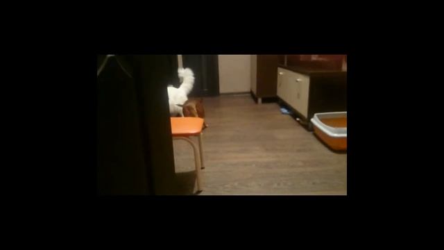 ПРИКОЛ: Собака не дает сходить в туалет..... смотреть онлайн