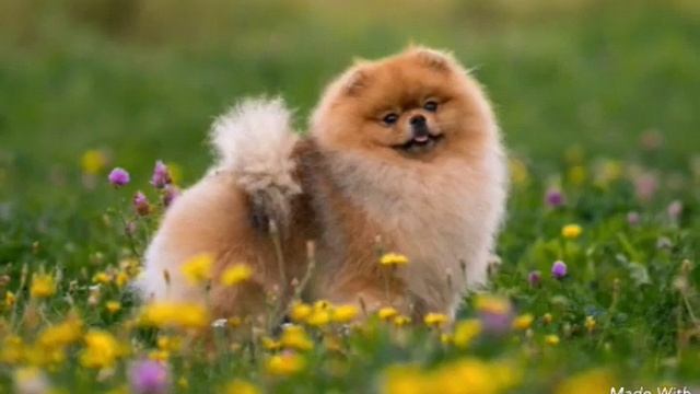 Моя любимая порода это ..….... Щпиц